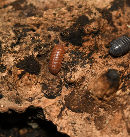 Roger's Aquatics Isopod Culture - A. vulgare "Punta Cana"