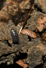 Roger's Aquatics Isopod Culture - A. vulgare "Punta Cana"