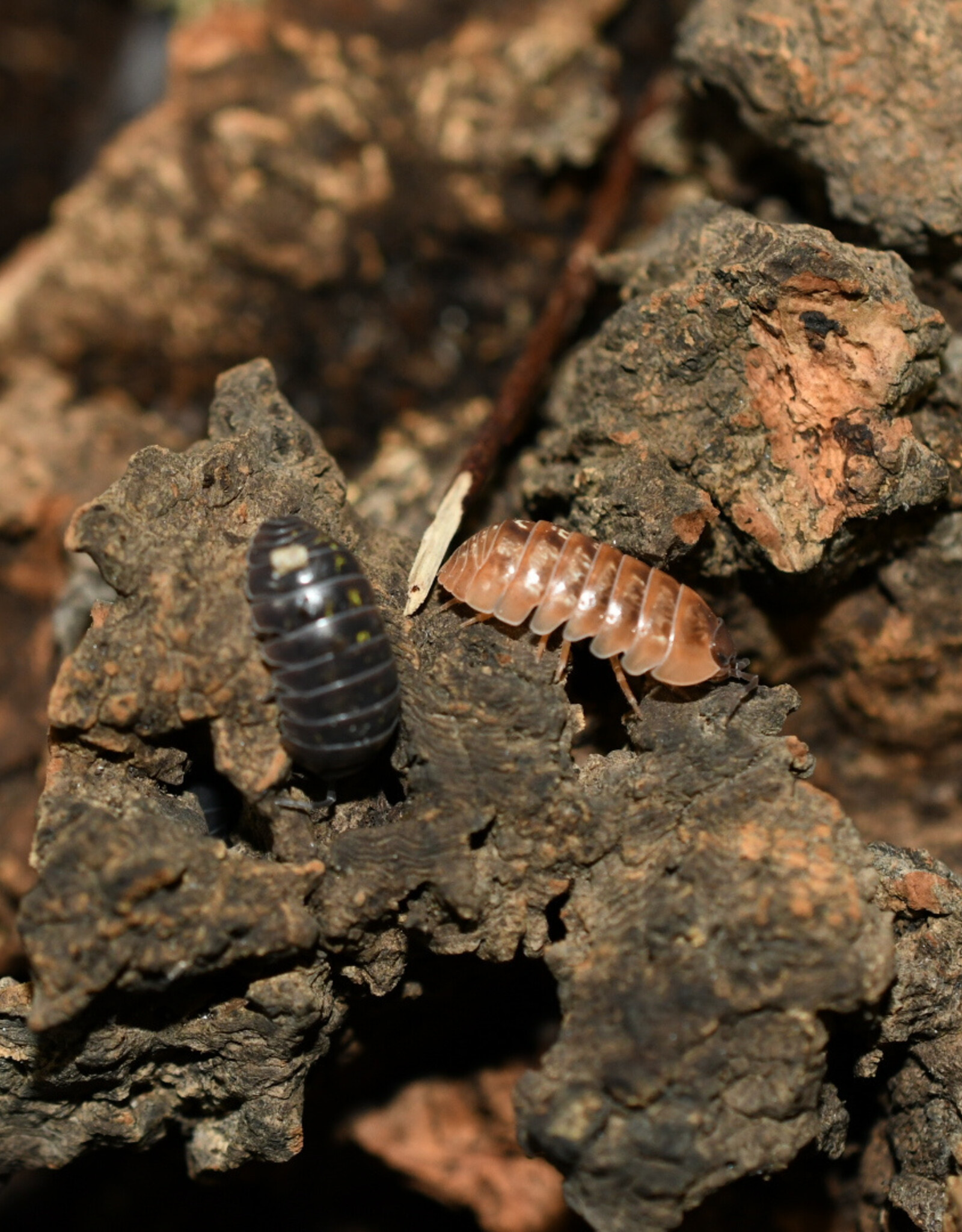Roger's Aquatics Isopod Culture - A. vulgare "Punta Cana"