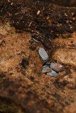 Roger's Aquatics Isopod Culture - P. pruinosus "Powder Blue"