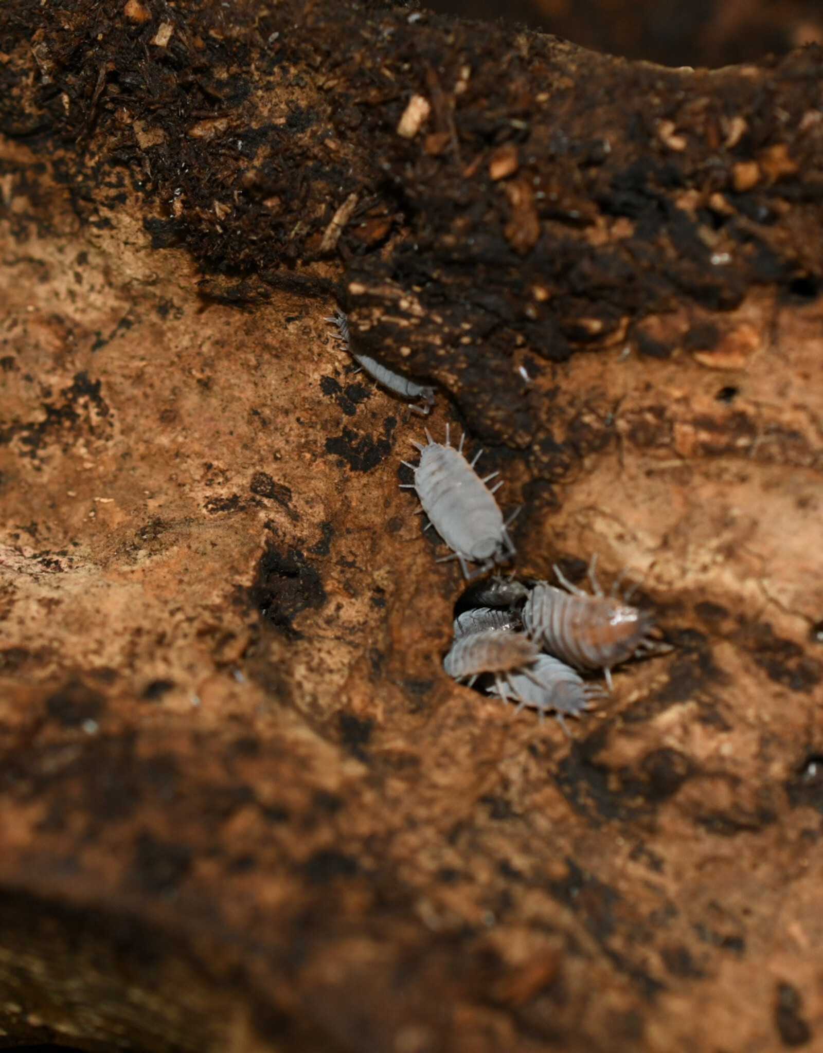 Roger's Aquatics Isopod Culture - P. pruinosus "Powder Blue"