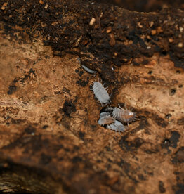 Roger's Aquatics Isopod Culture - P. pruinosus "Powder Blue"