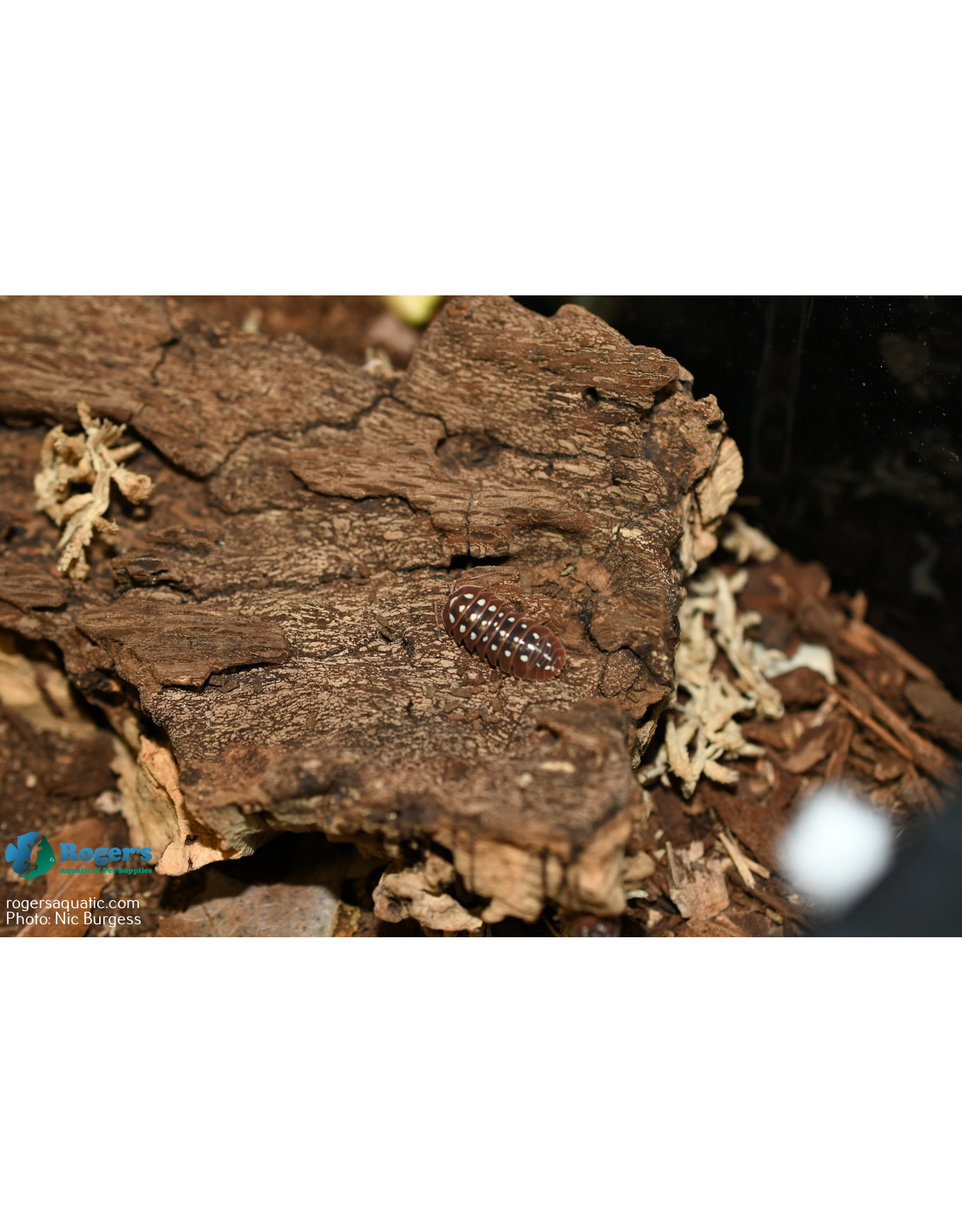 Roger's Aquatics Isopod Culture - A. klugii "Dubrovnik Clown"