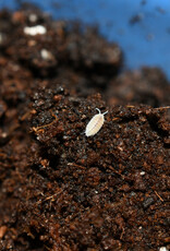 Roger's Aquatics Isopod Culture - T. tomentosa "Dwarf White"