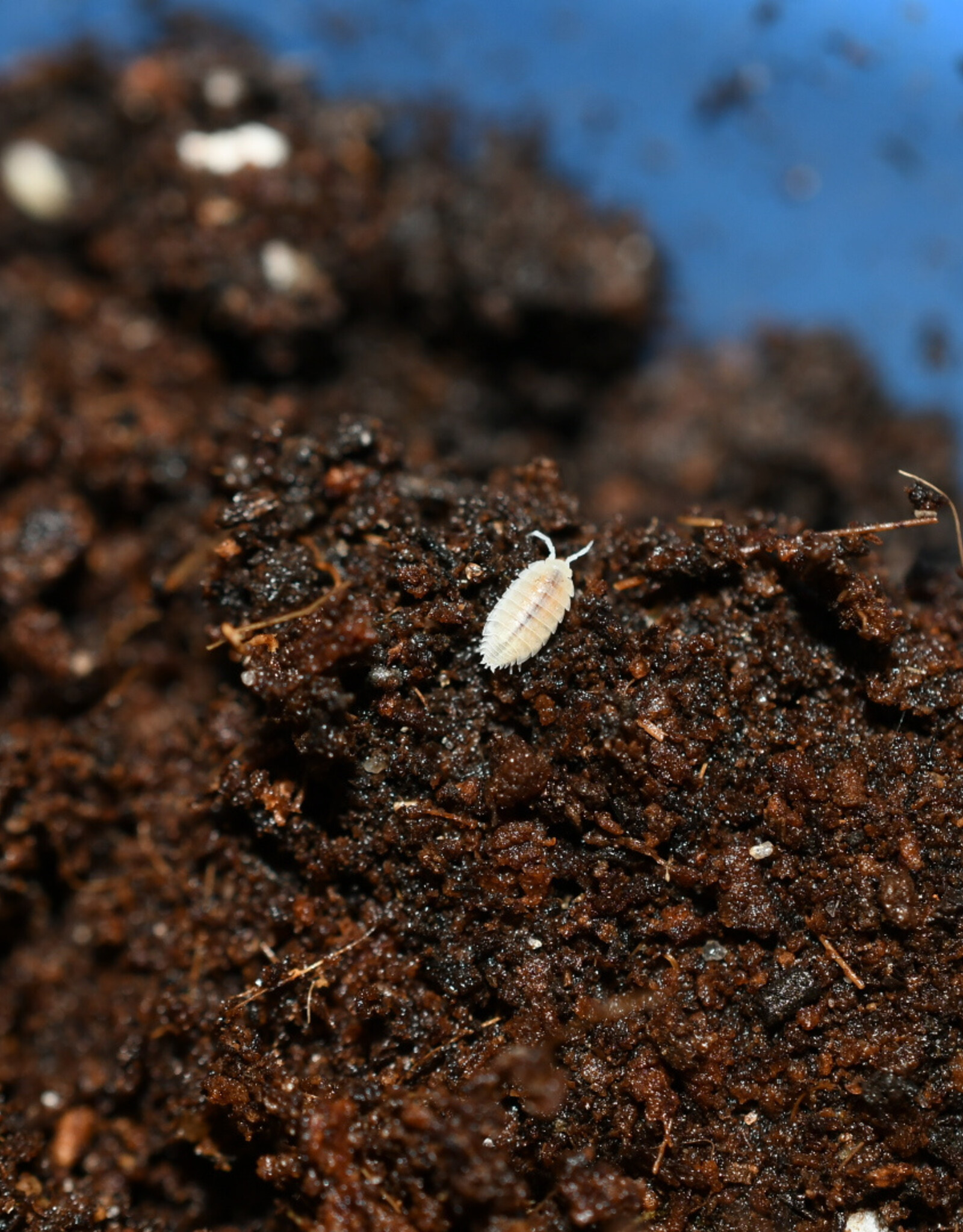 Roger's Aquatics Isopod Culture - T. tomentosa "Dwarf White"