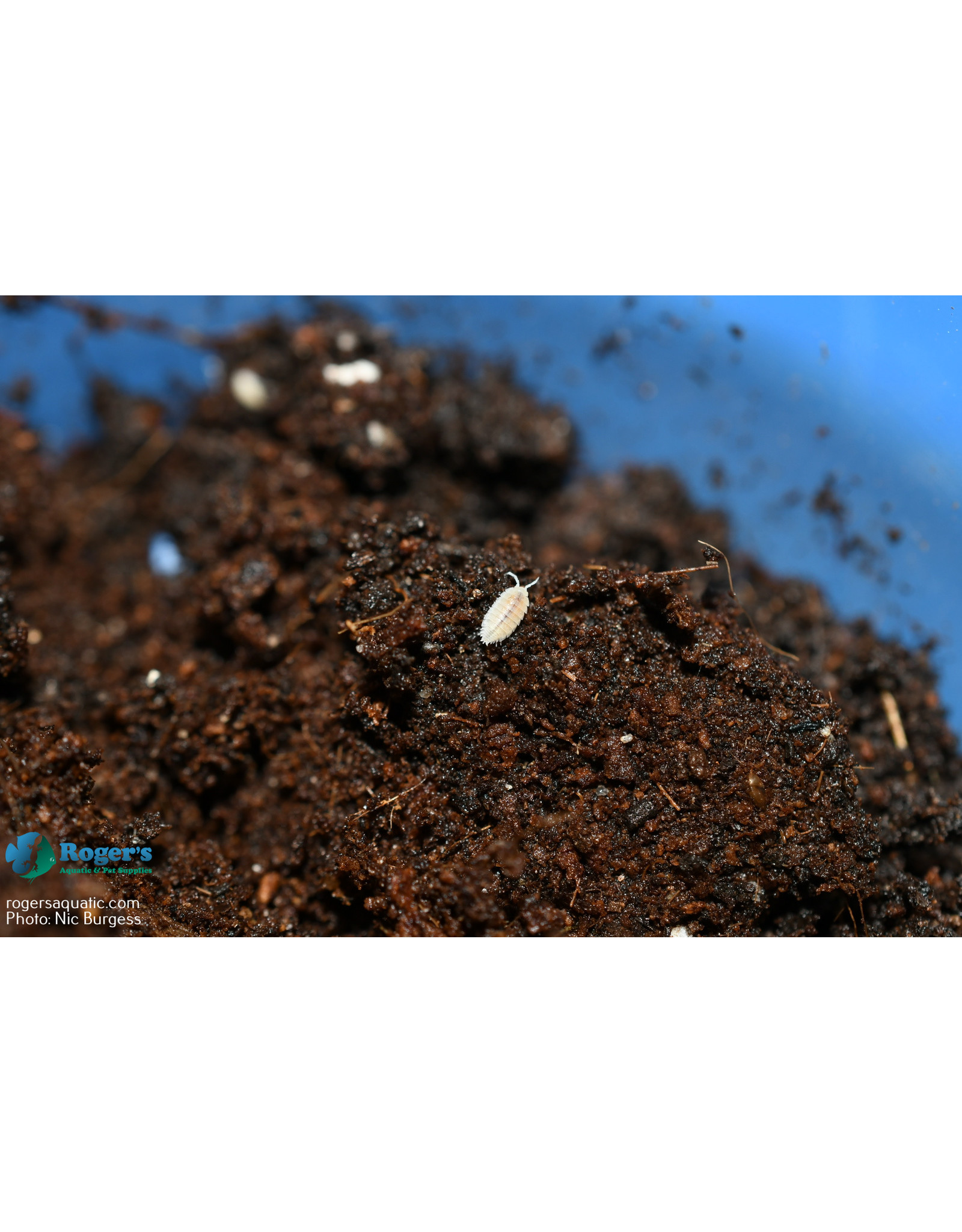 Roger's Aquatics Isopod Culture - T. tomentosa "Dwarf White"