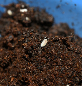 Roger's Aquatics Isopod Culture - T. tomentosa "Dwarf White"