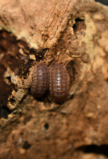 Roger's Aquatics Isopod Culture - A. nasatum "Peach Roly Poly"