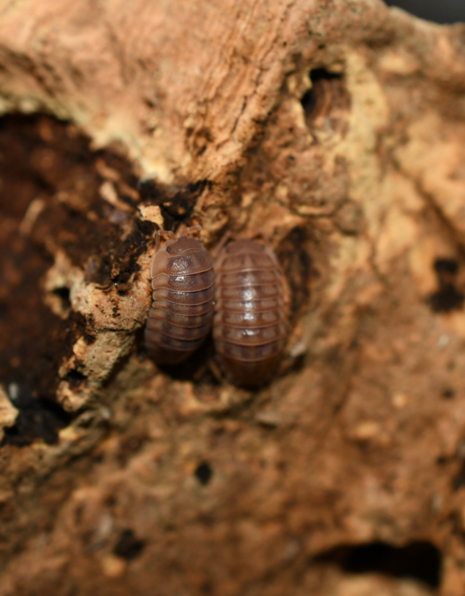 Roger's Aquatics Isopod Culture - A. nasatum "Peach Roly Poly"
