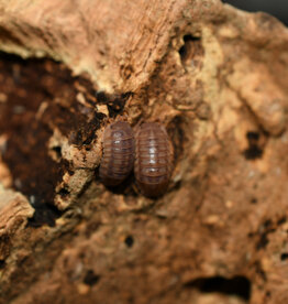 Roger's Aquatics Isopod Culture - A. nasatum "Peach Roly Poly"