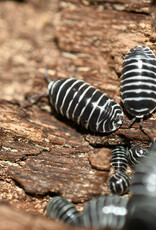 Roger's Aquatics Isopod Culture - A. maculatum "Zebra"