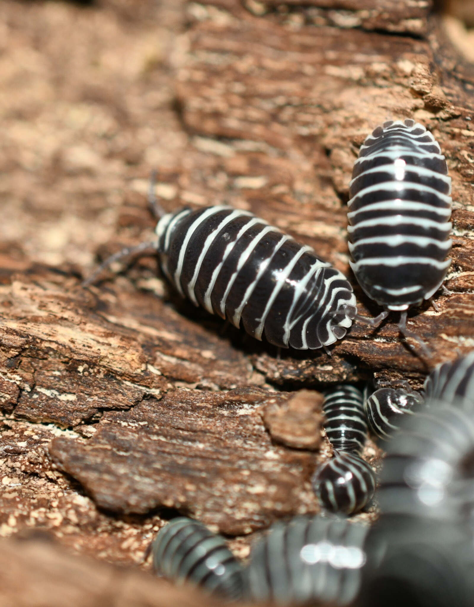Roger's Aquatics Isopod Culture - A. maculatum "Zebra"