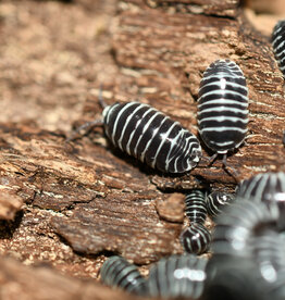 Roger's Aquatics Isopod Culture - A. maculatum "Zebra"