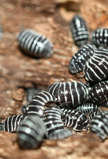 Roger's Aquatics Isopod Culture - A. maculatum "Zebra"