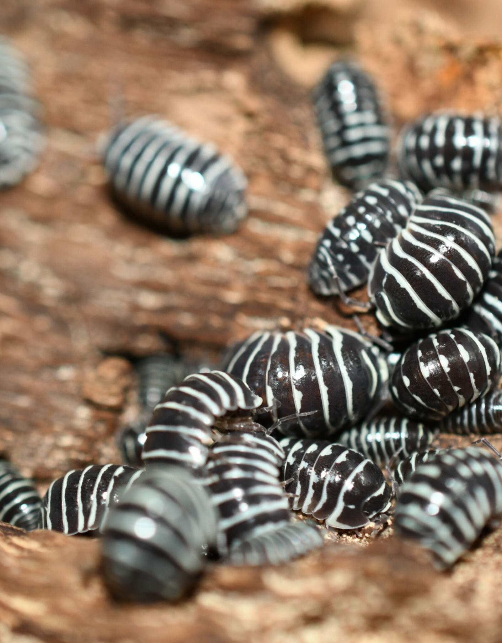 Roger's Aquatics Isopod Culture - A. maculatum "Zebra"