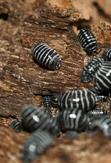 Roger's Aquatics Isopod Culture - A. maculatum "Zebra"