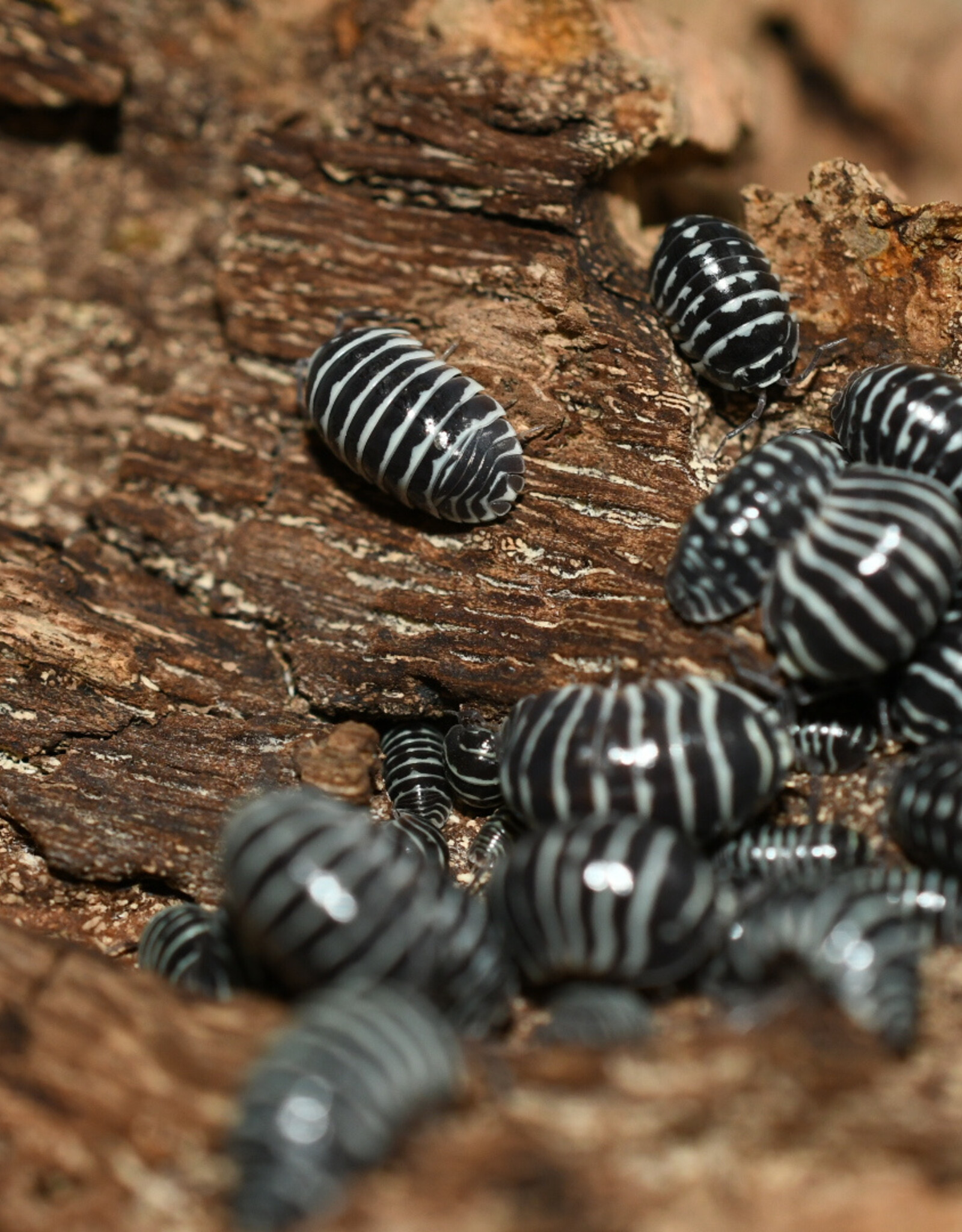 Roger's Aquatics Isopod Culture - A. maculatum "Zebra"