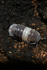 Roger's Aquatics Isopod Culture - C. sp. "Panda King Pillbug"
