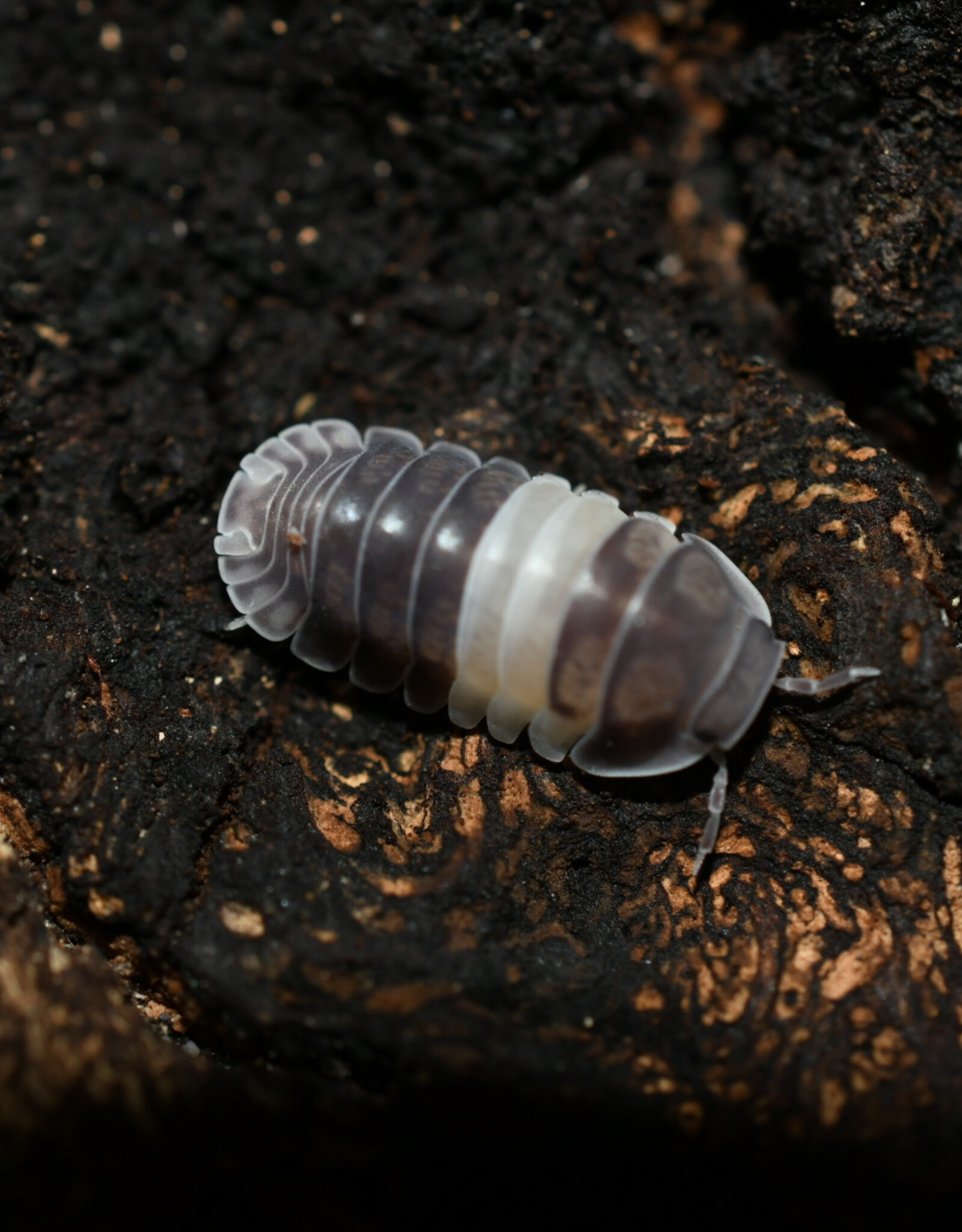 Roger's Aquatics Isopod Culture - C. sp. "Panda King Pillbug"