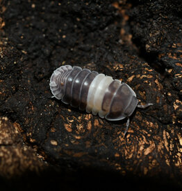 Roger's Aquatics Isopod Culture - C. sp. "Panda King Pillbug"