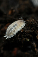 Roger's Aquatics Isopod Culture - P. scaber "Dalmatian"