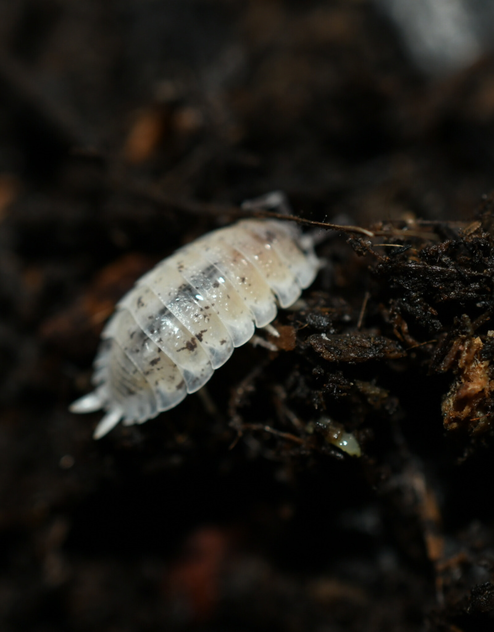 Roger's Aquatics Isopod Culture - P. scaber "Dalmatian"