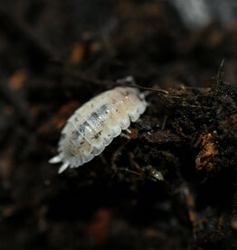 Roger's Aquatics Isopod Culture - P. scaber "Dalmatian"