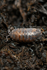 Roger's Aquatics Isopod Culture - C. murina "Little Sea Pillbug"