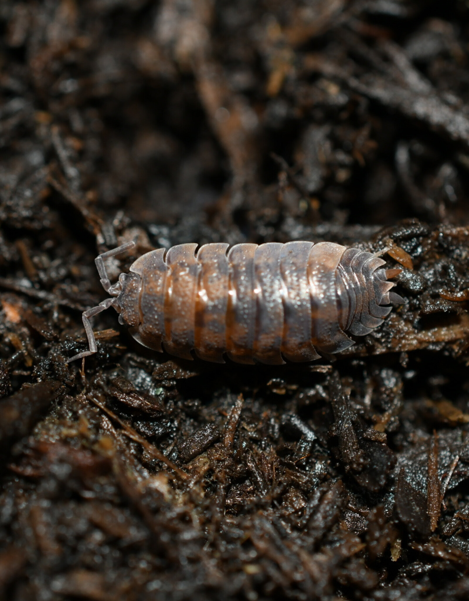 Roger's Aquatics Isopod Culture - C. murina "Little Sea Pillbug"