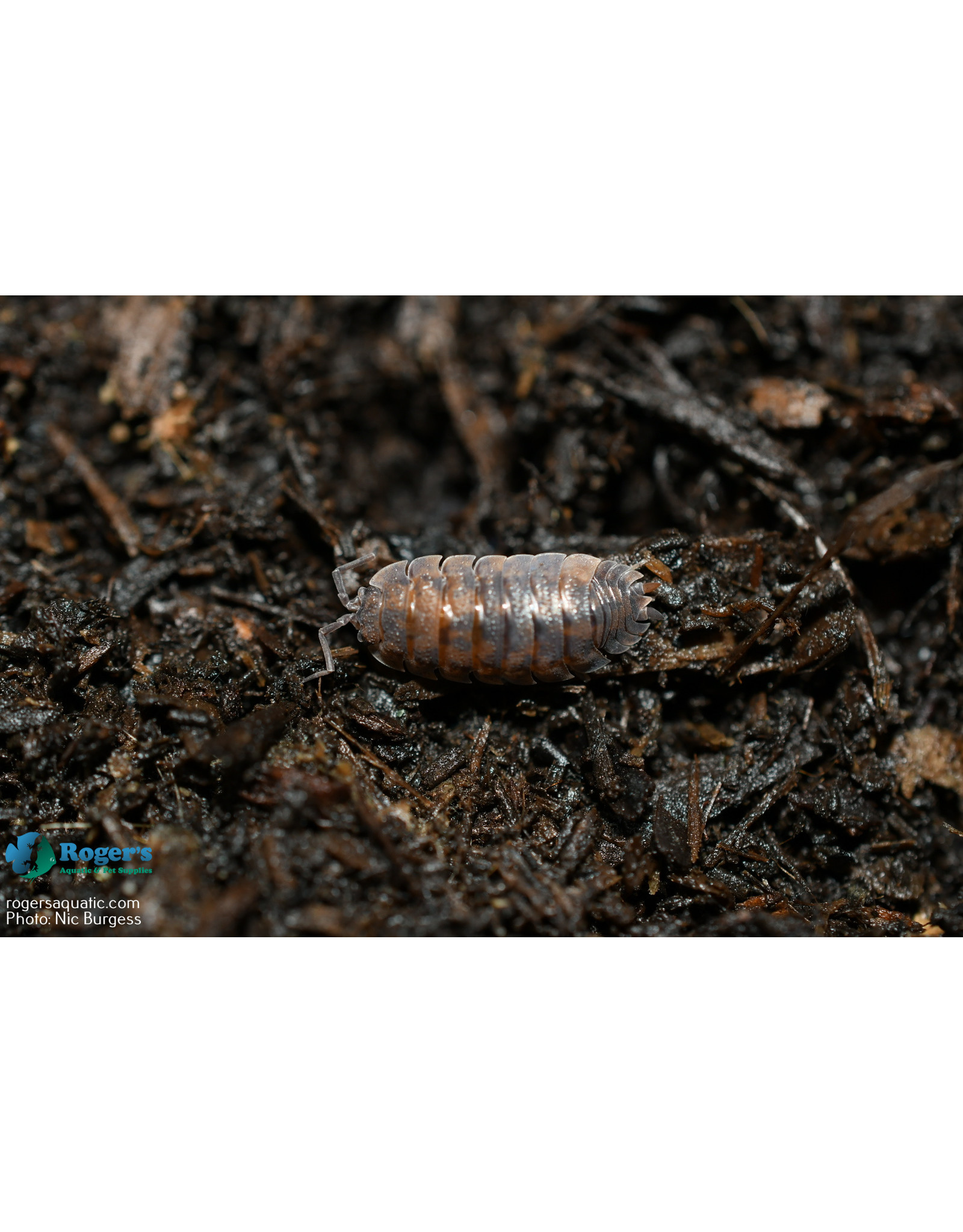 Roger's Aquatics Isopod Culture - C. murina "Little Sea Pillbug"