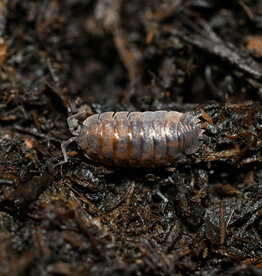 Roger's Aquatics Isopod Culture - C. murina "Little Sea Pillbug"