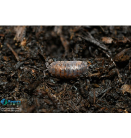 Roger's Aquatics Isopod Culture - C. murina "Little Sea Pillbug"