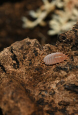 Roger's Aquatics Isopod Culture - P. pruinosus "Powder Orange"