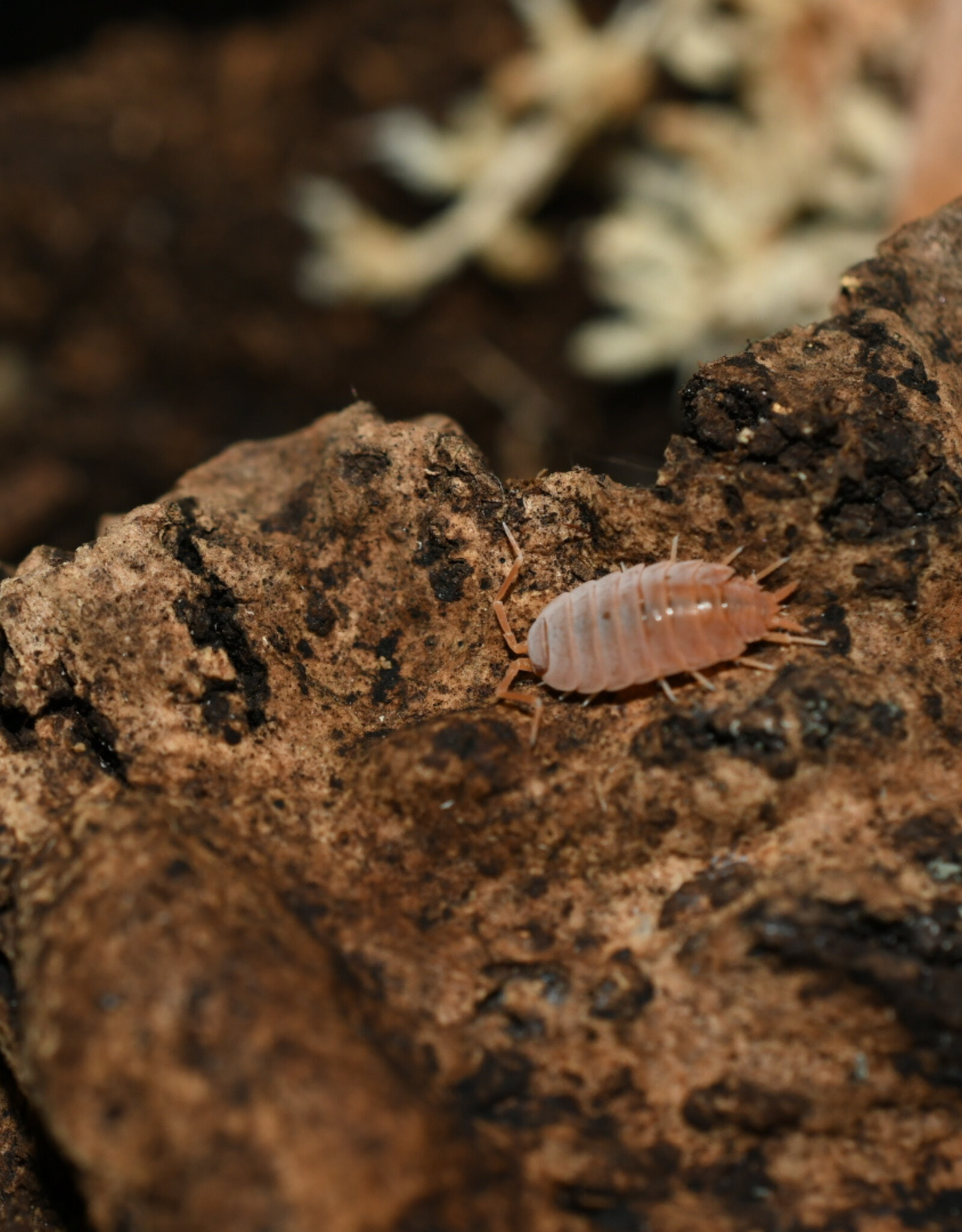 Roger's Aquatics Isopod Culture - P. pruinosus "Powder Orange"