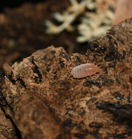 Roger's Aquatics Isopod Culture - P. pruinosus "Powder Orange"