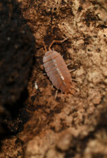 Roger's Aquatics Isopod Culture - P. pruinosus "Powder Orange"