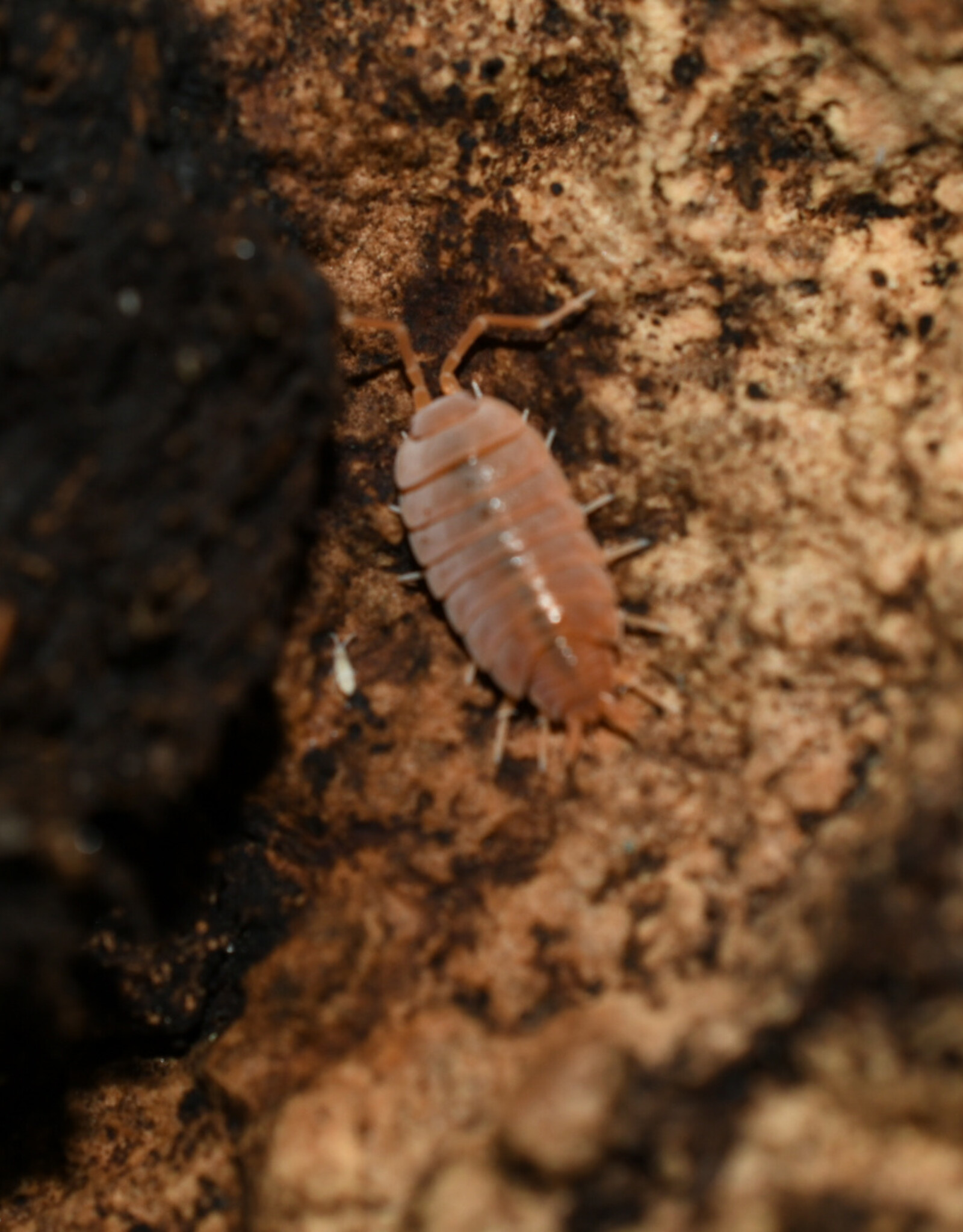 Roger's Aquatics Isopod Culture - P. pruinosus "Powder Orange"