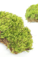 Jurassic Reptile Products JURASSIC REPTILE Frog Moss