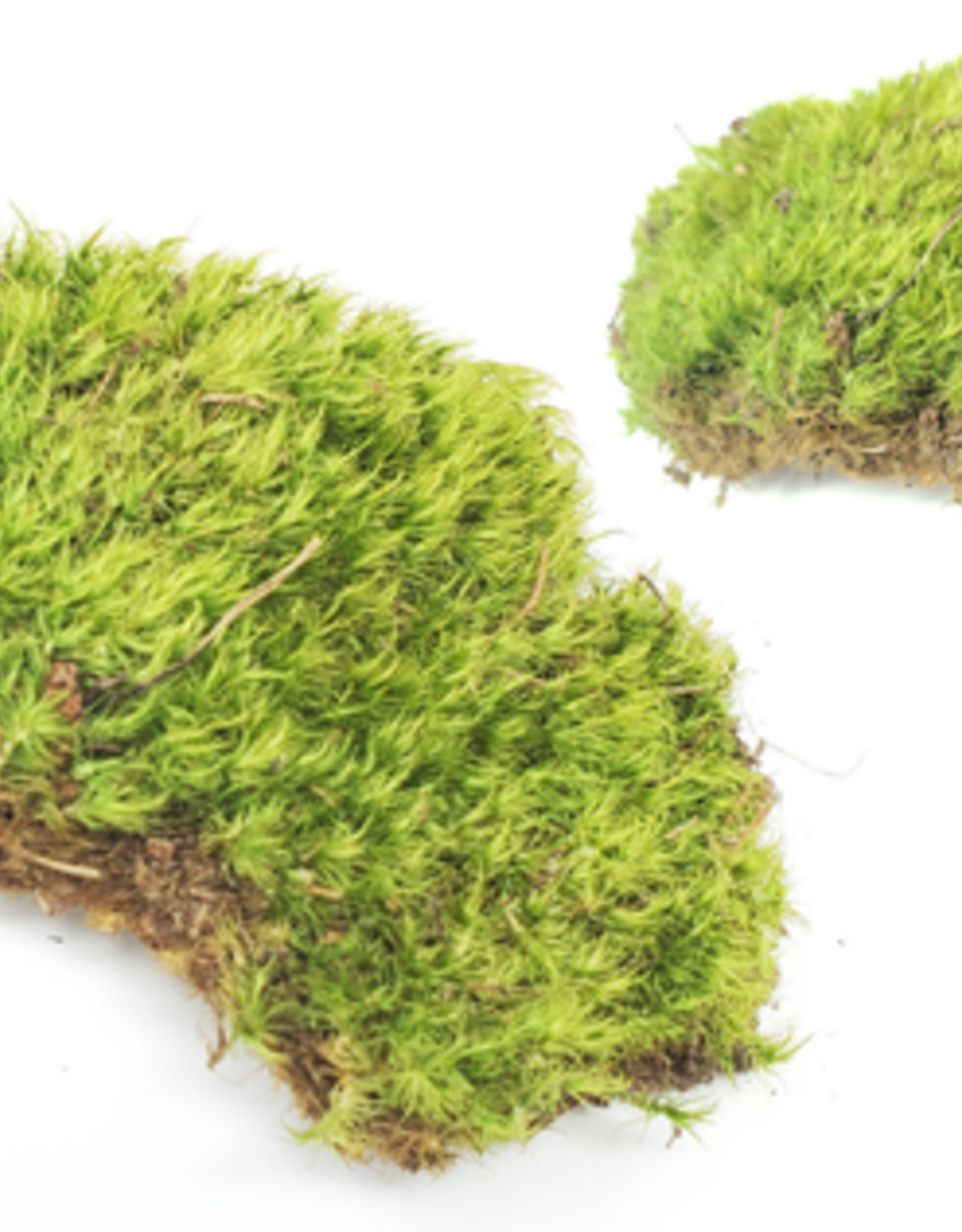 Jurassic Reptile Products JURASSIC REPTILE Frog Moss