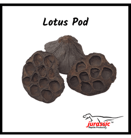 Jurassic Reptile Products JURASSIC REPTILE Lotus Pods 3 pack