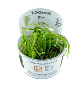 Tropica 1-2-GROW! Blyxa japonica