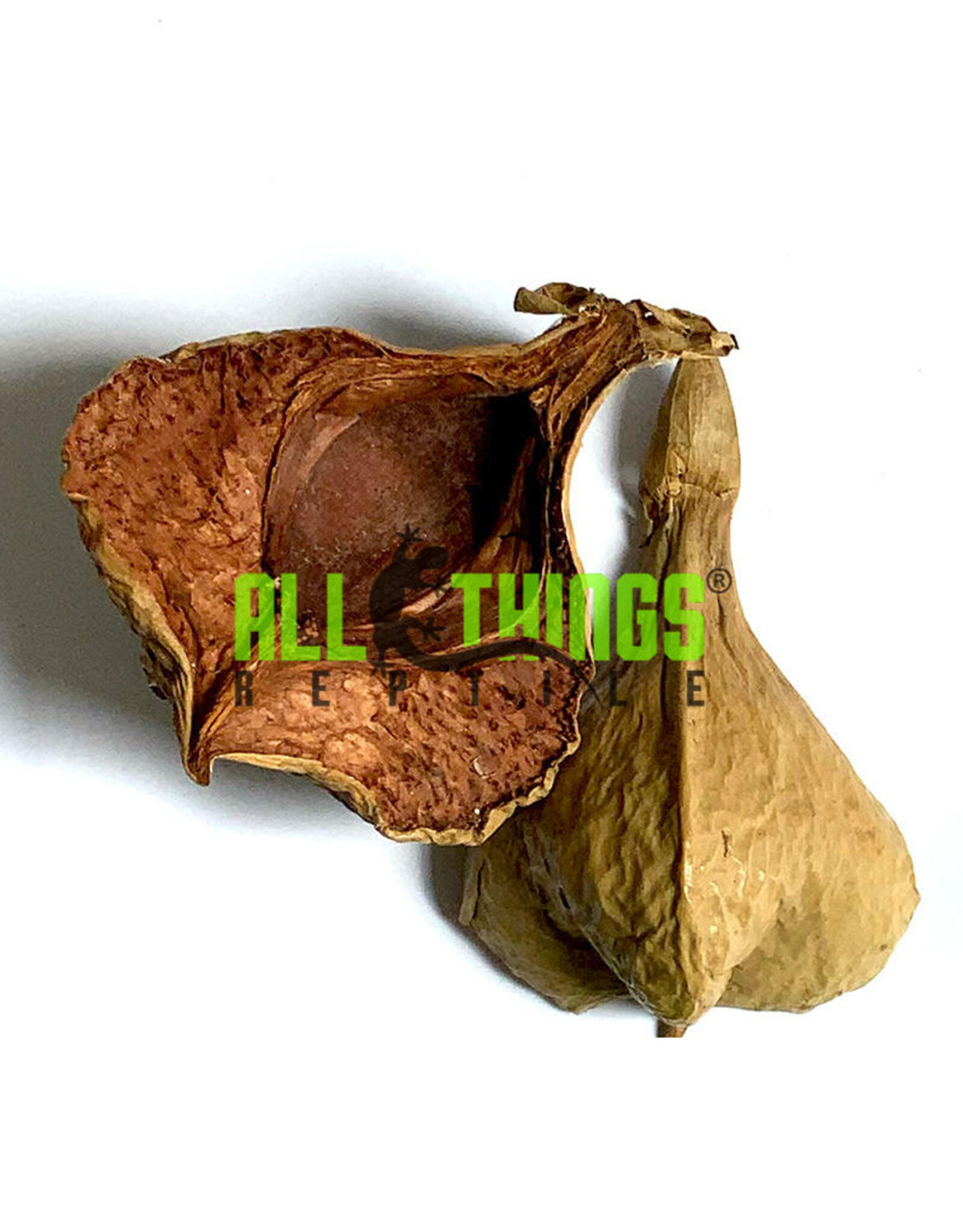 All Things Reptiles ALL THINGS REPTILE  Negombo Tree Pod 2-pack