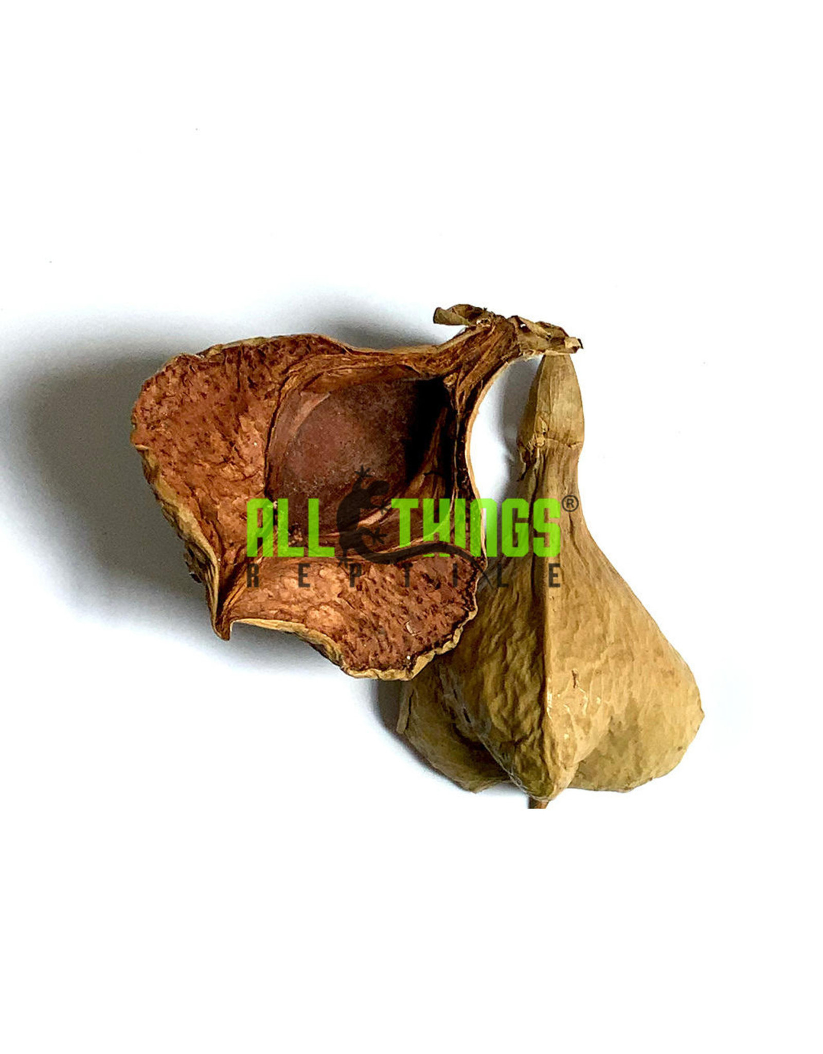 All Things Reptiles ALL THINGS REPTILE  Negombo Tree Pod 2-pack