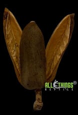 All Things Reptiles ALL THINGS REPTILE Trident Pod