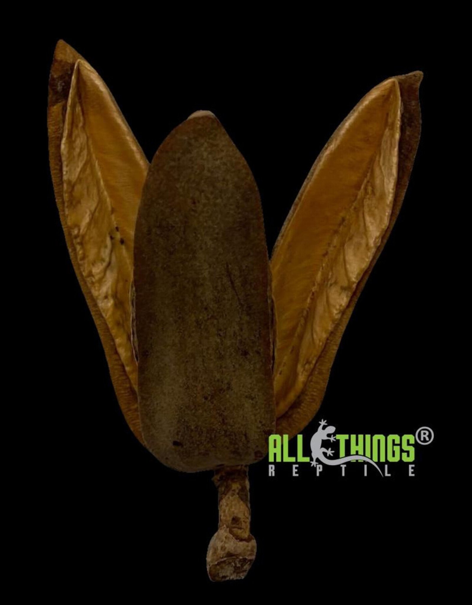 All Things Reptiles ALL THINGS REPTILE Trident Pod