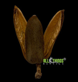 All Things Reptiles ALL THINGS REPTILE Trident Pod