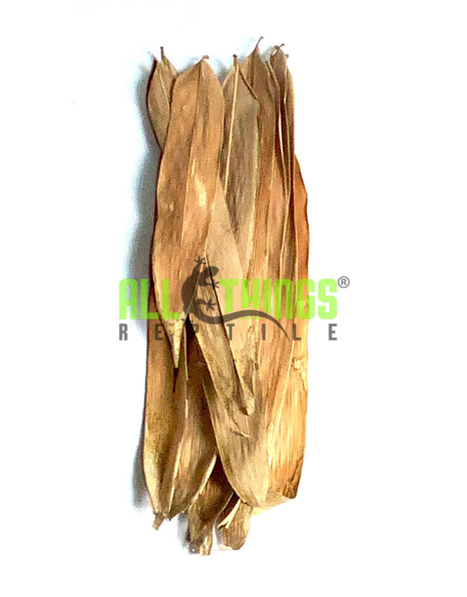 All Things Reptiles ALL THINGS REPTILE Bamboo Mix Size Leaves 10 pack