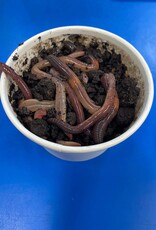 Roger's Aquatics Dew Worms