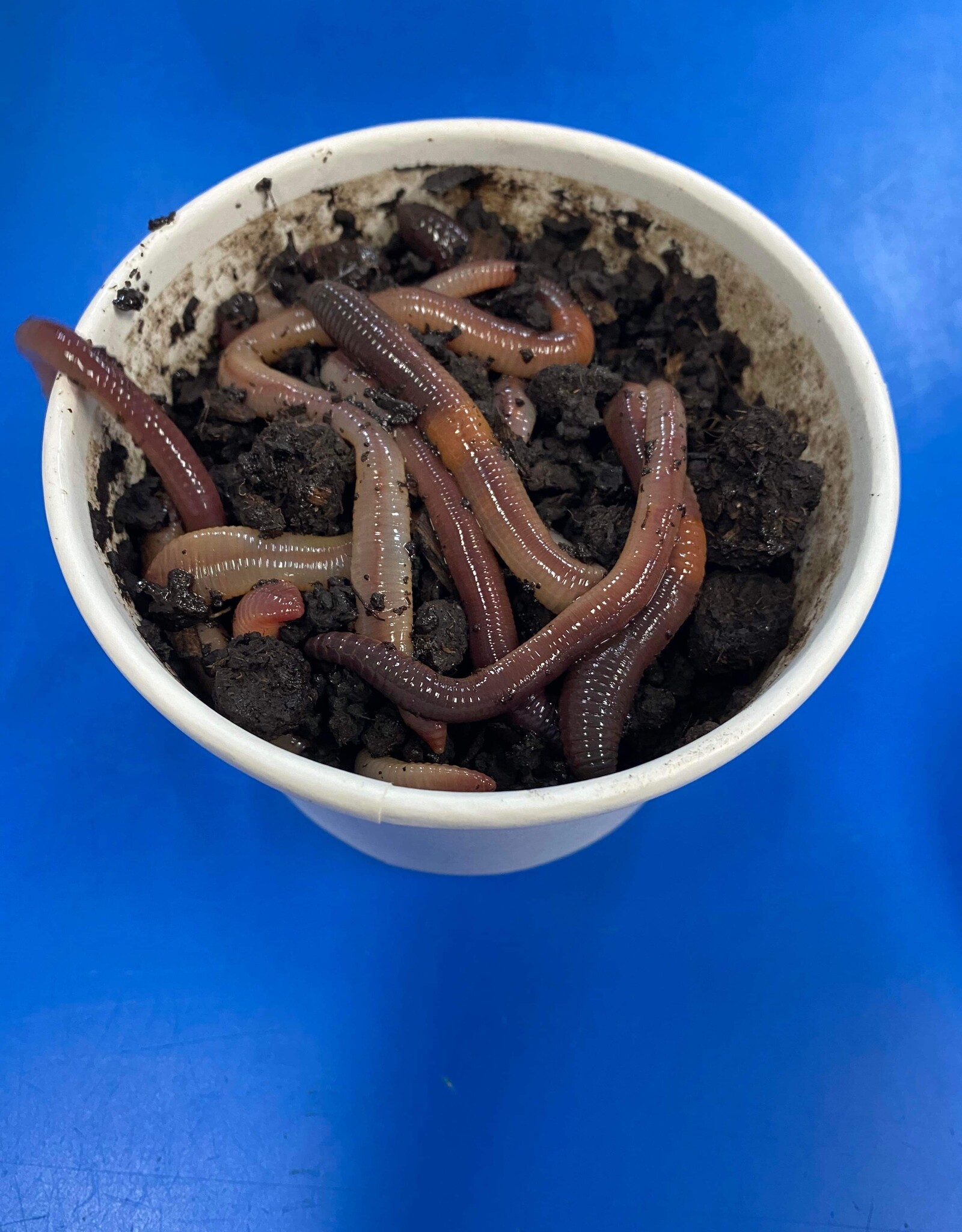 Roger's Aquatics Dew Worms