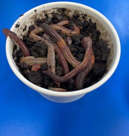 Roger's Aquatics Dew Worms